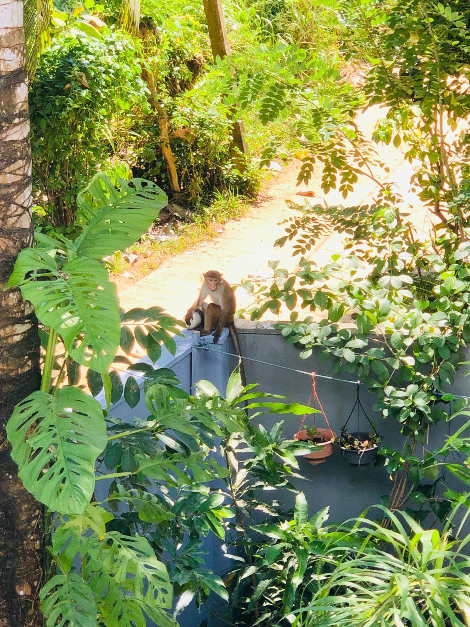 Devon Surf . Inn - Hiriketiya ディックウェラ エクステリア 写真